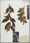 Foto von Salix pentandra L.